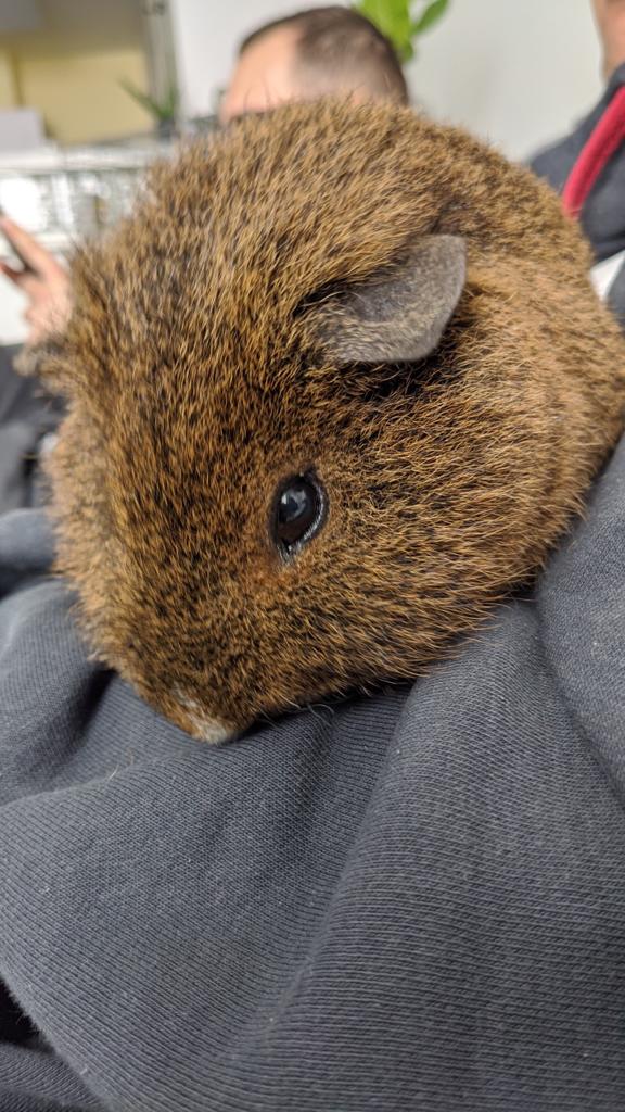 Lockl34r's tweet photo. Hier on a appris le décès du meilleur petit compagnon qu'on ai eu de nos vie.

Notre loutre de combat est partie sans souffrir, de vieillesse. Il allait sur ses 6 ans ce mois-ci.

Il va énormément nous manquer...

Chérissez vos proches à la moindre occasion, la vie est courte https://t.co/IeMA1BDxuG