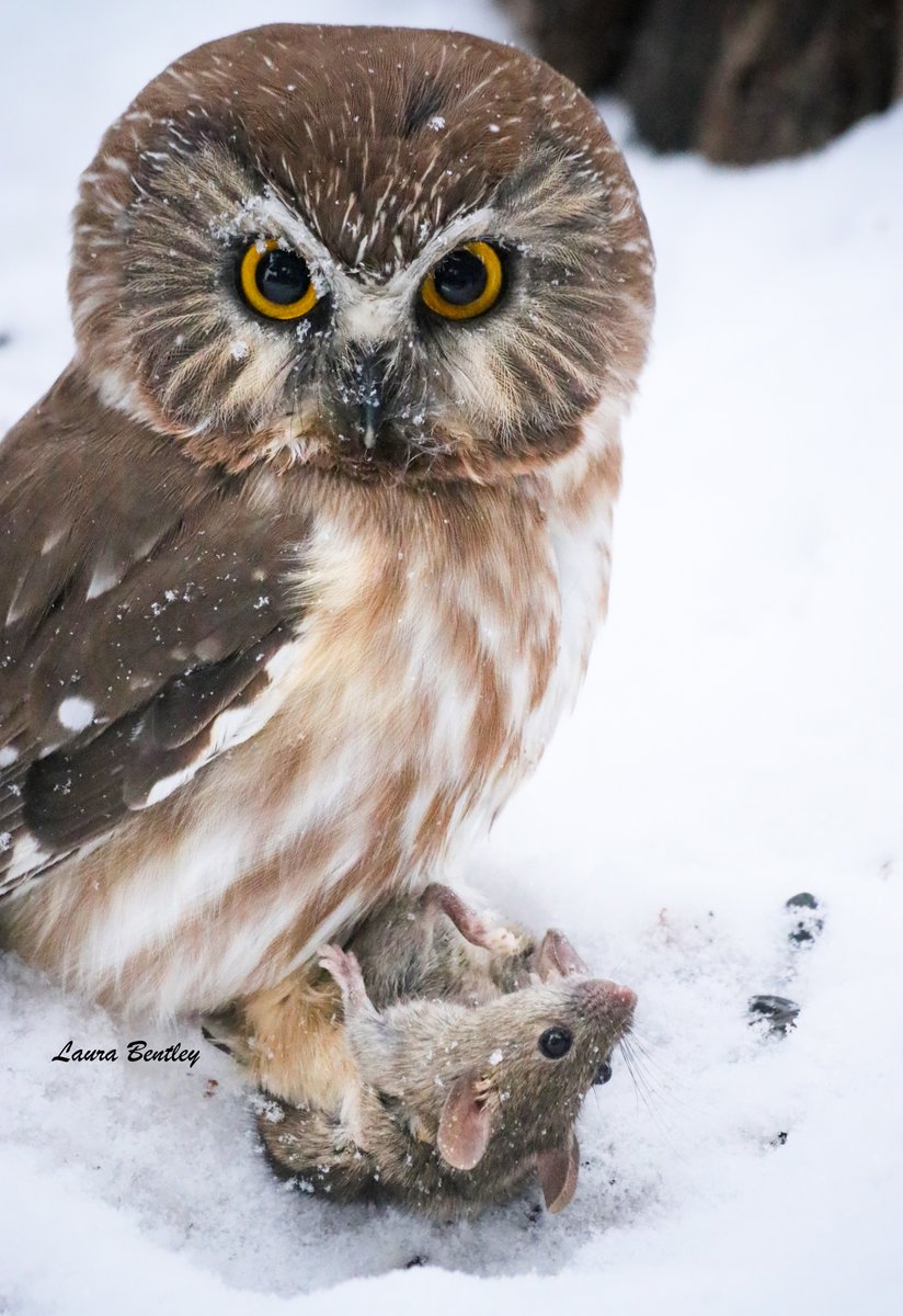 Laura 🐝 tweet media