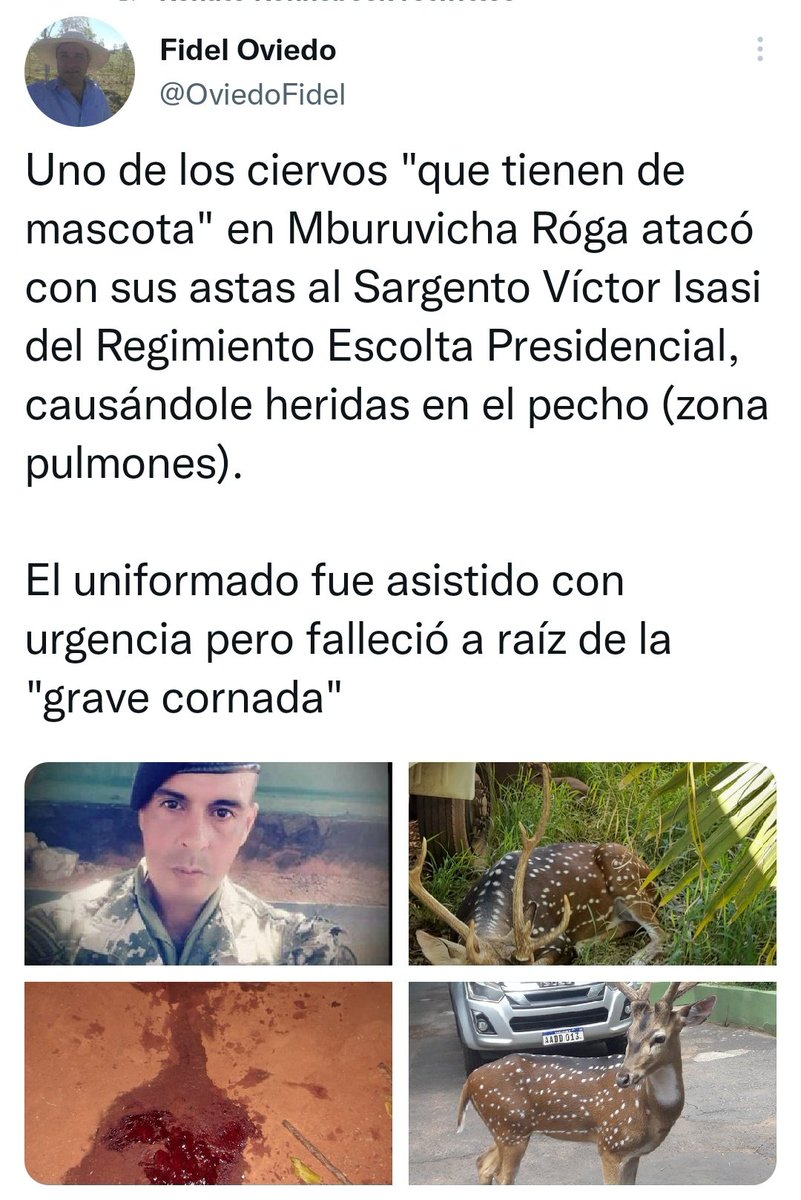 Drunken_Forest's tweet photo. Como siempre @MaritoAbdo siendo un ejemplo de todo lo que no hay que hacer, para satisfacer su ambición estúpida de cheto de tener un animal silvestre expuesto como adorno del patio, trajo un animal exótico y peligroso al patio de mburuvicharoga. https://t.co/fLNHTHw3Cu