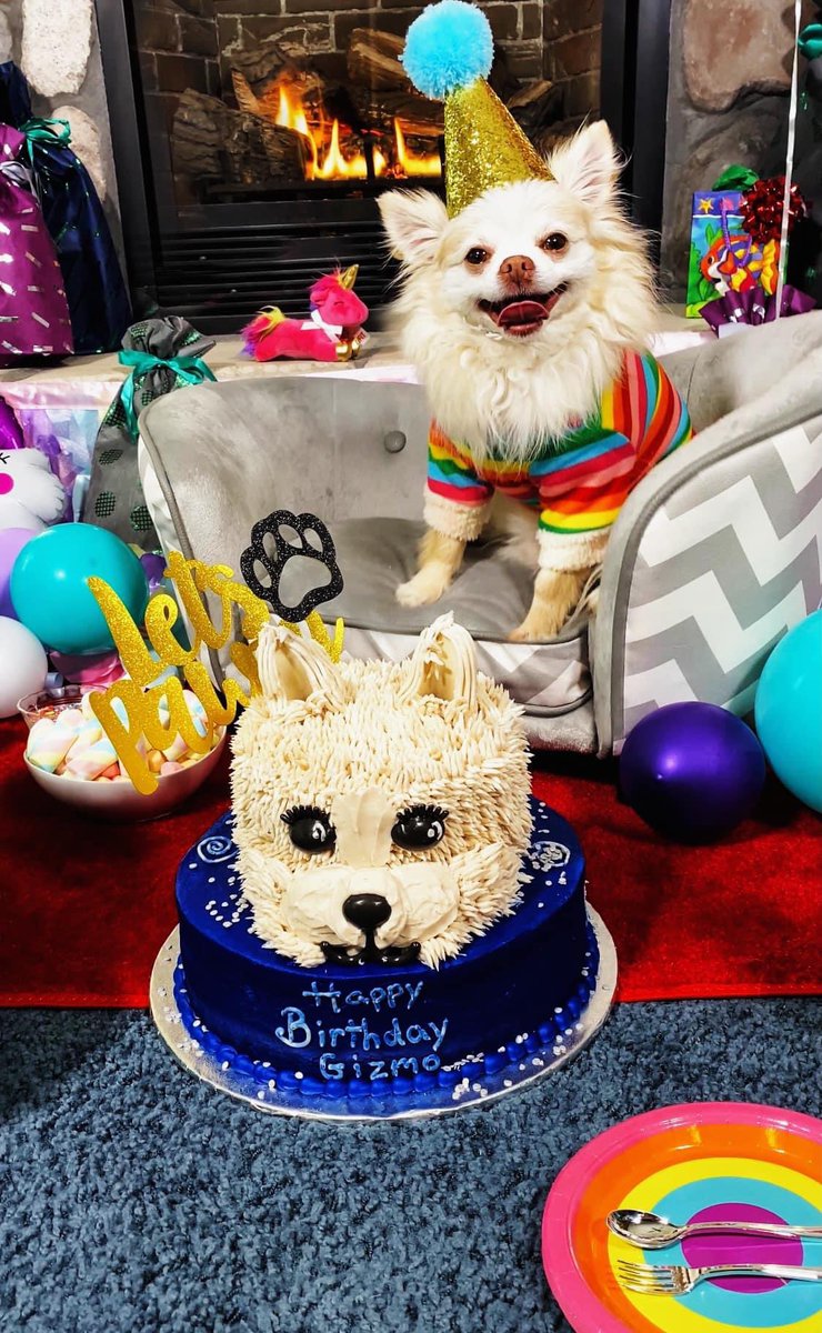 Jahnnalee's tweet photo. Gizmo is really looking forward to his birthday week! Happy birthday to Gizmo who turned 12 today 🎉🎂🥳 #dogsoftwitter #happybirthday #dogparty #birthdaycake https://t.co/25wysWvTMr