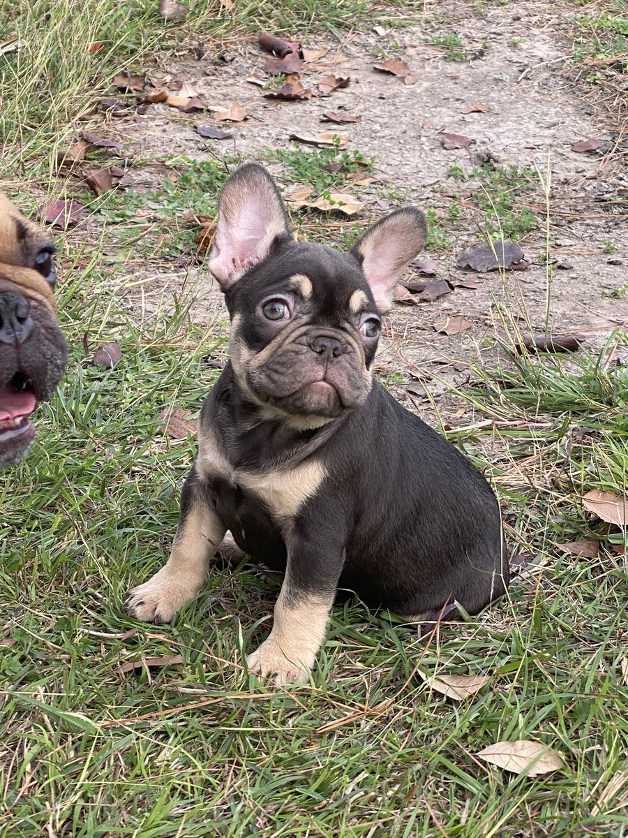 Mandorey79's tweet photo. Chocolate tri ! Male 8weeks old! Ready for a new home 🏡 Dm for more info or visit website https://t.co/2UVKpeN1sG @Fatboy85JR #frenchbulldog #frenchie #FrenchieNetwork https://t.co/HBhQzroBks