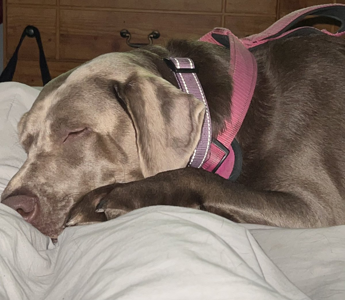 Don’t worry Mom I’ll keep your legs warm… ps don’t mind my snoring and occasional kicks. #Sleepyhead #BoxingDay #BreakTheCode #dog #DogsofTwittter #SleepingBeauty #sleepypuppy