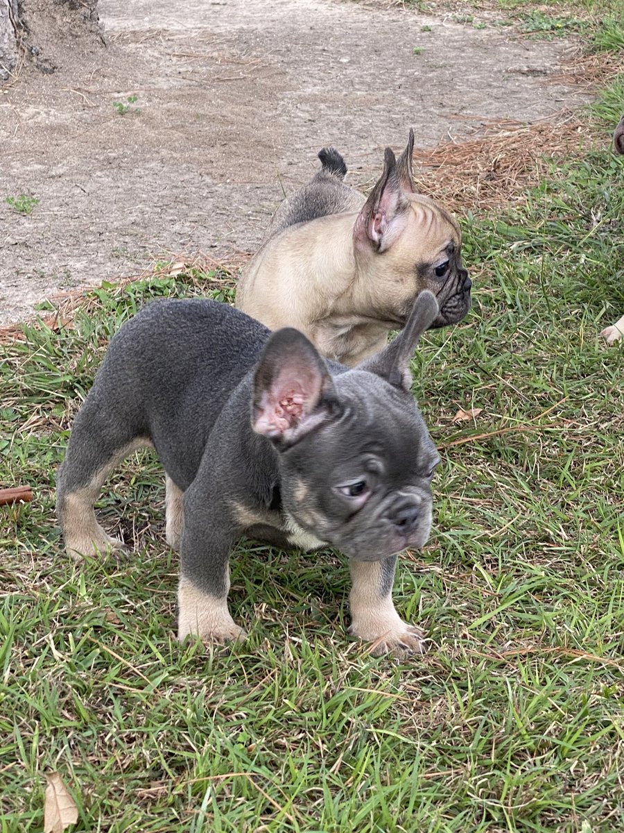 Mandorey79's tweet photo. Awesome Blue tri (blue and tan) male French bulldog! 8 weeks old! Get him before someone else does! Dm for info or visit website https://t.co/2UVKpeN1sG @Fatboy85JR #frenchbulldog #frenchie #FrenchieNetwork https://t.co/NXMjaEeCEf