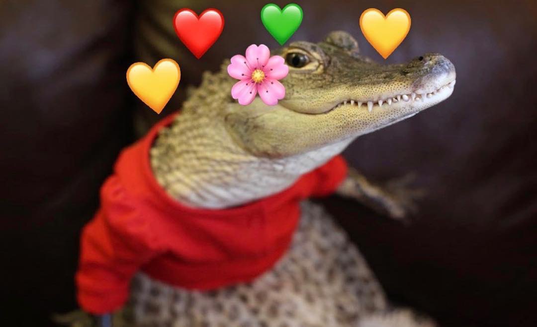 GatorsDaily's tweet image. You are beautiful ❤️