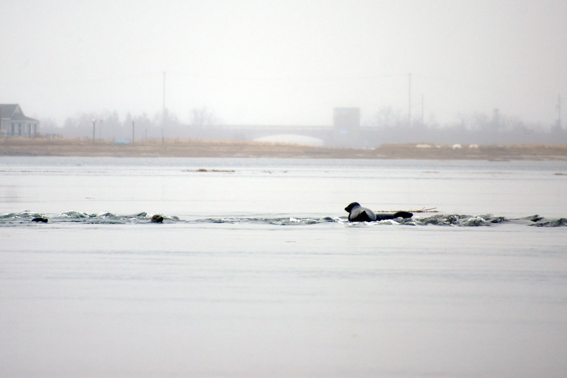 Seals At The Mouth Of The Merrimack
gregcookland.com/wonderland/202…