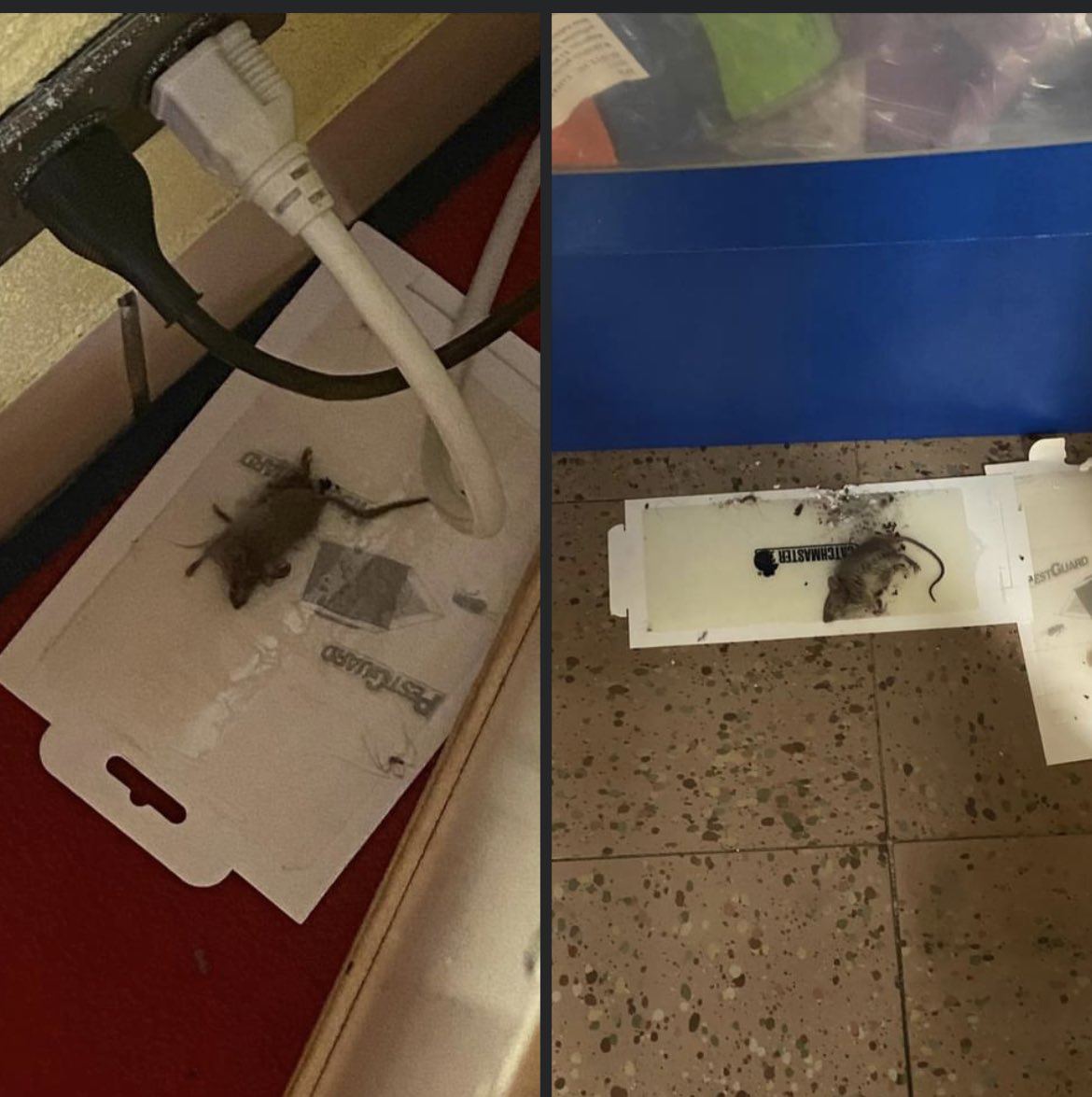 immskiwi's tweet photo. This your clean and sanitized classroom @ChiPubSchools? 🐭 https://t.co/AVunQA0wzF