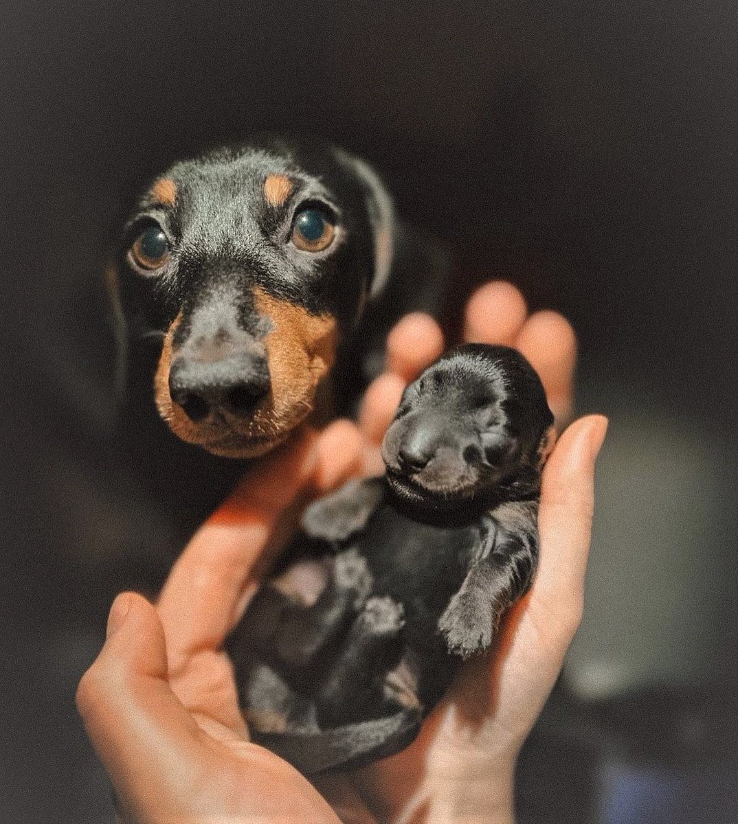 NecesitoUnPerro's tweet photo. 😍😍😍😍😍 https://t.co/gBNRWKZjSn