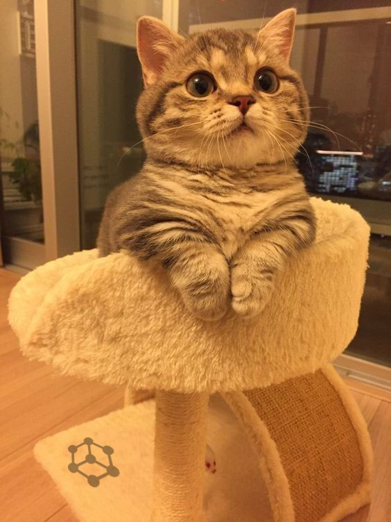 Bibox365's tweet photo. #biboxpet What do you wonder?

#bibox #Bitcoin #bitcoins https://t.co/TbDTGY950o