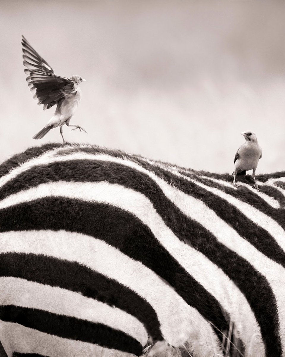 Discovery's tweet photo. 📸 + 💭: Fernando O'Farrill (IG // fernando_ofarrill)

I love the interaction between zebras and birds. As the Zebra moves, it disturbs the insects on the grass and the birds are ready to catch them.

#POTD #photooftheday #wildlife #photography https://t.co/aHvKtYGyGQ