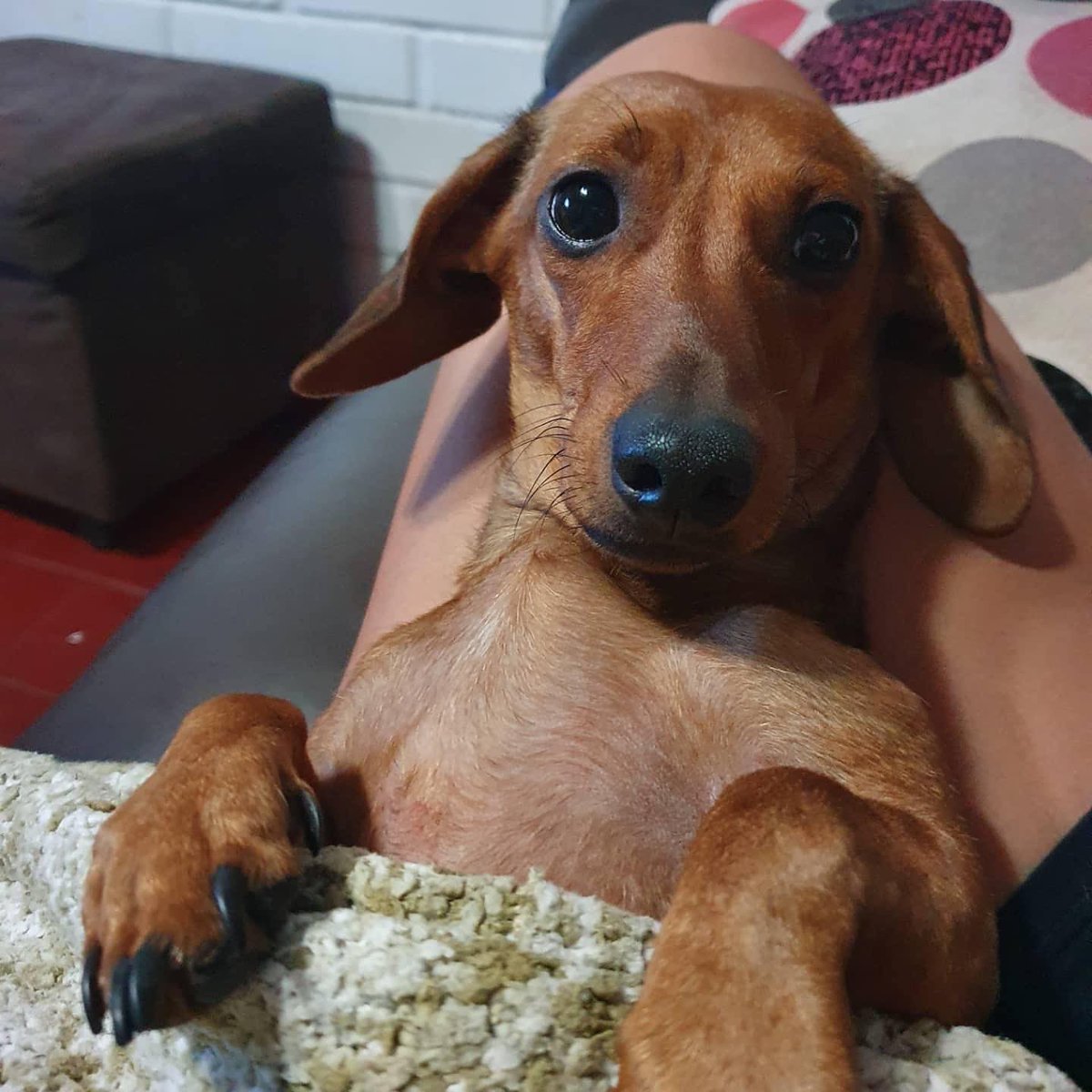 AMIGOS LES RUEGO QUE ME AYUDEN A DIFUNDIR, SU FAMILIA ESTÁN DESESPERADOS, LAMENTABLEMENTE ENTRARON ARROBAR A SU CASA EL DÍA SÁBADO 18 DE DICIEMBRE Y SE LLEVARON A LA MICKA, ELLA ES PARTE DE SU FAMILA ESTÁN DESTROZADOS  SECTOR LAS VIZCACHAS-PUENTE ALTO. ES MUY REGALONA, 9-50134748