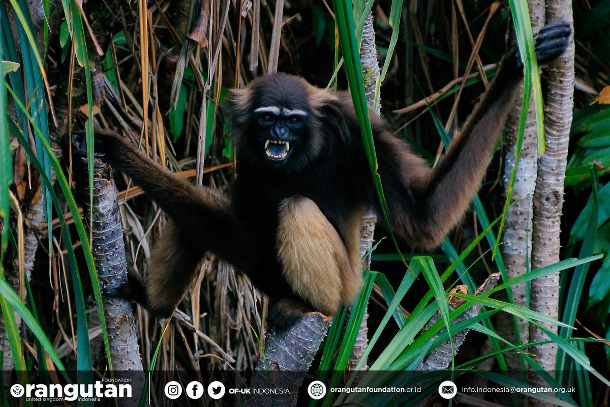 OF_UKIndonesia's tweet photo. Apa yang #temankOU tahu tentang primata?
Pada bulan Januari ini, kita akan memperingati Hari Primata Indonesia lo. Mari kita dedikasikan bulan ini untuk menghormati dan melindungi primata yang kita punya.
@OrangutanFndn
#newyear
#primates
#florafauna
#orangutan https://t.co/JpQcgJ5DZE