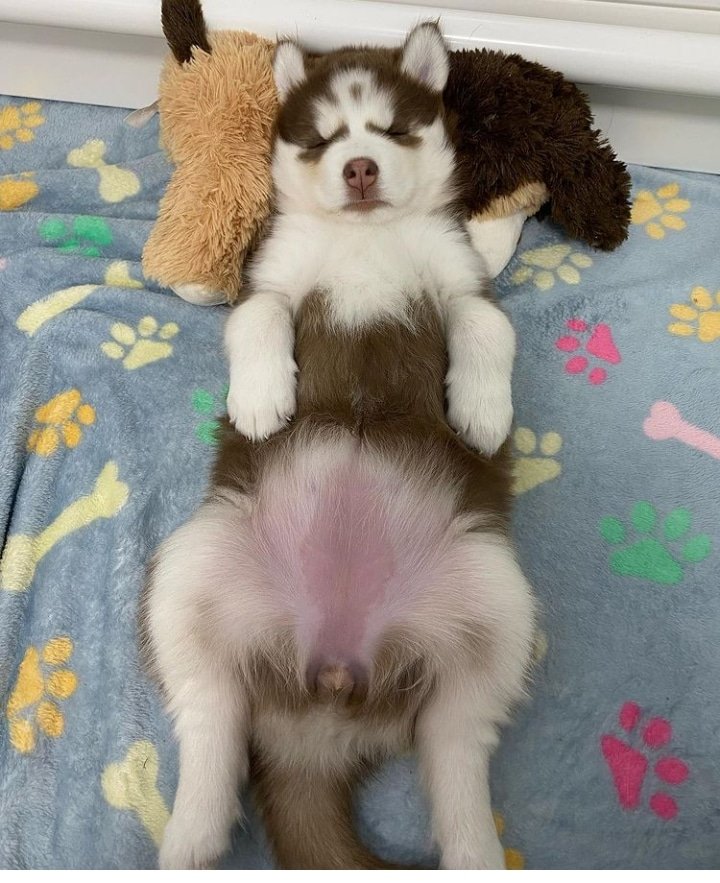 husky_mis's tweet photo. So cute 😍😍🥰
#dogecoin #doge #dogsoftwitter #dogelon #dogelonmars #dogs #DogsofTwittter #DogecoinToTheMoon #mis_husky_07_family #NewYork https://t.co/z4h0HyGq5U