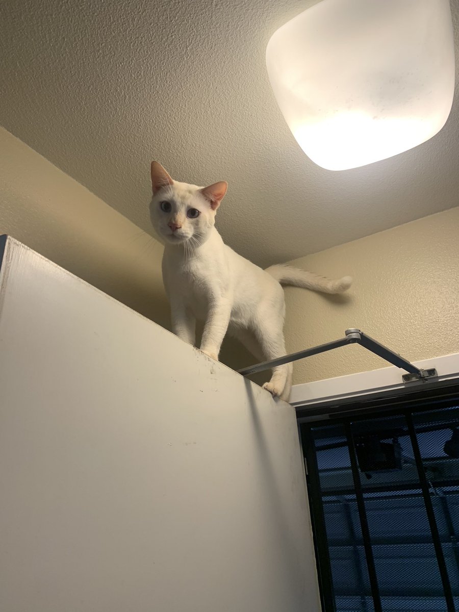 SleepySnowBiten's tweet photo. Mahalo for all the views of #SnowBidenBackOnTop reel on #instagram @SleepySnowBiden on IG! #CatsOfTwitter #HawaiiCats #RealCatsReels #CatsOfInstagram #CatsOfSocialMedia #Hawaii 🐈 https://t.co/uIzTLyRnuz