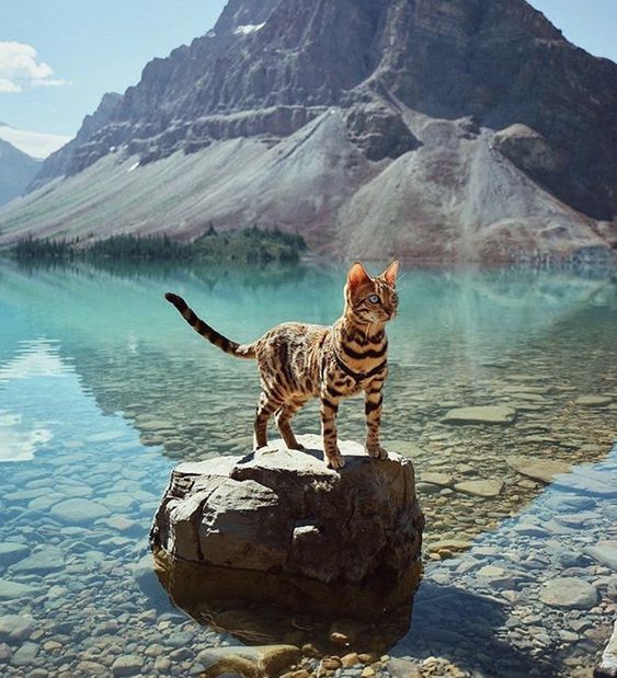 SLARTZONE's tweet photo. 🐾💫💙🐾💫💙🐾💫💙🐾💫💙   
This World is yours.   #ThingsToNeverForget https://t.co/rfExTlbcRP