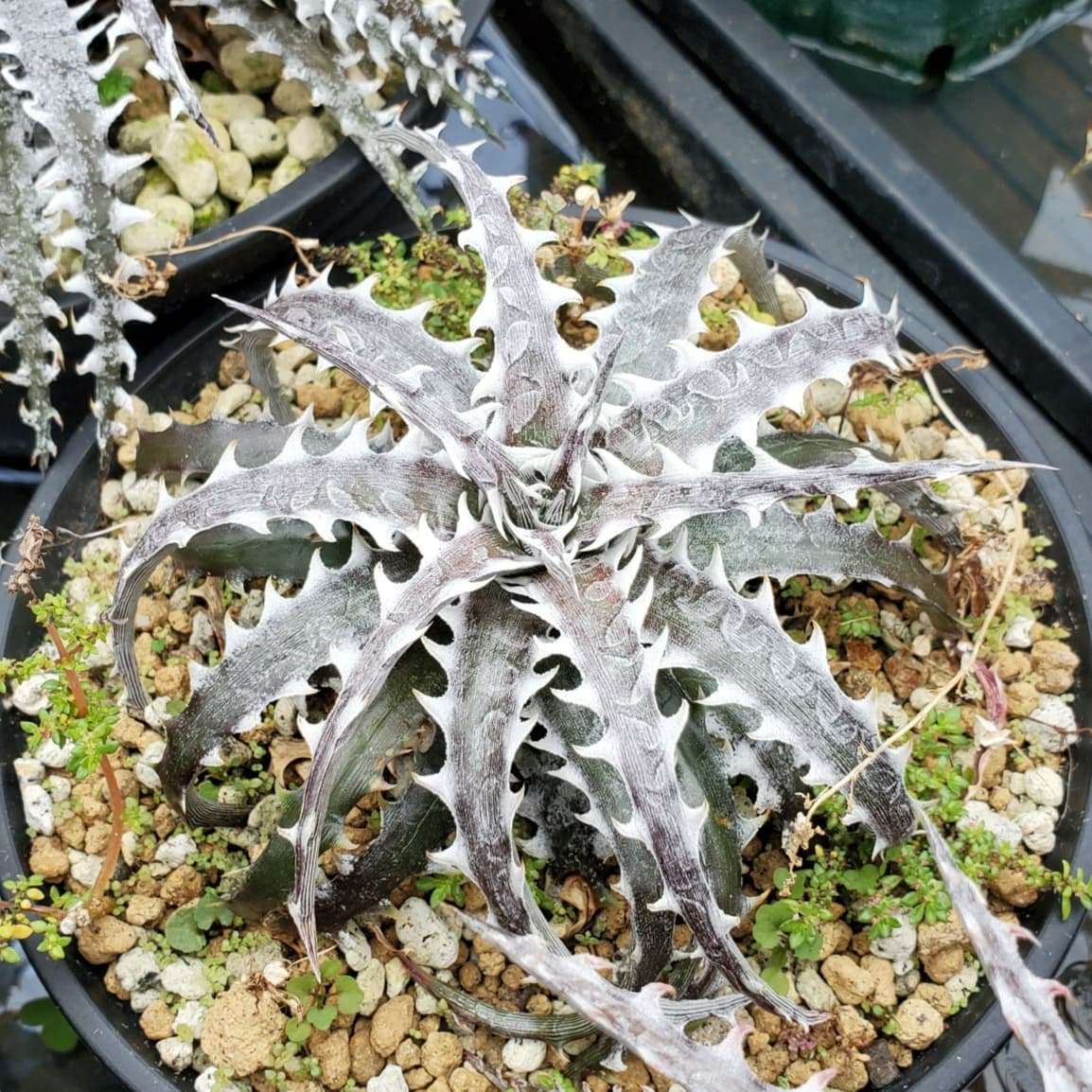 アメリカ産 ディッキア Dyckia 'Babytooth' 【公式通販】