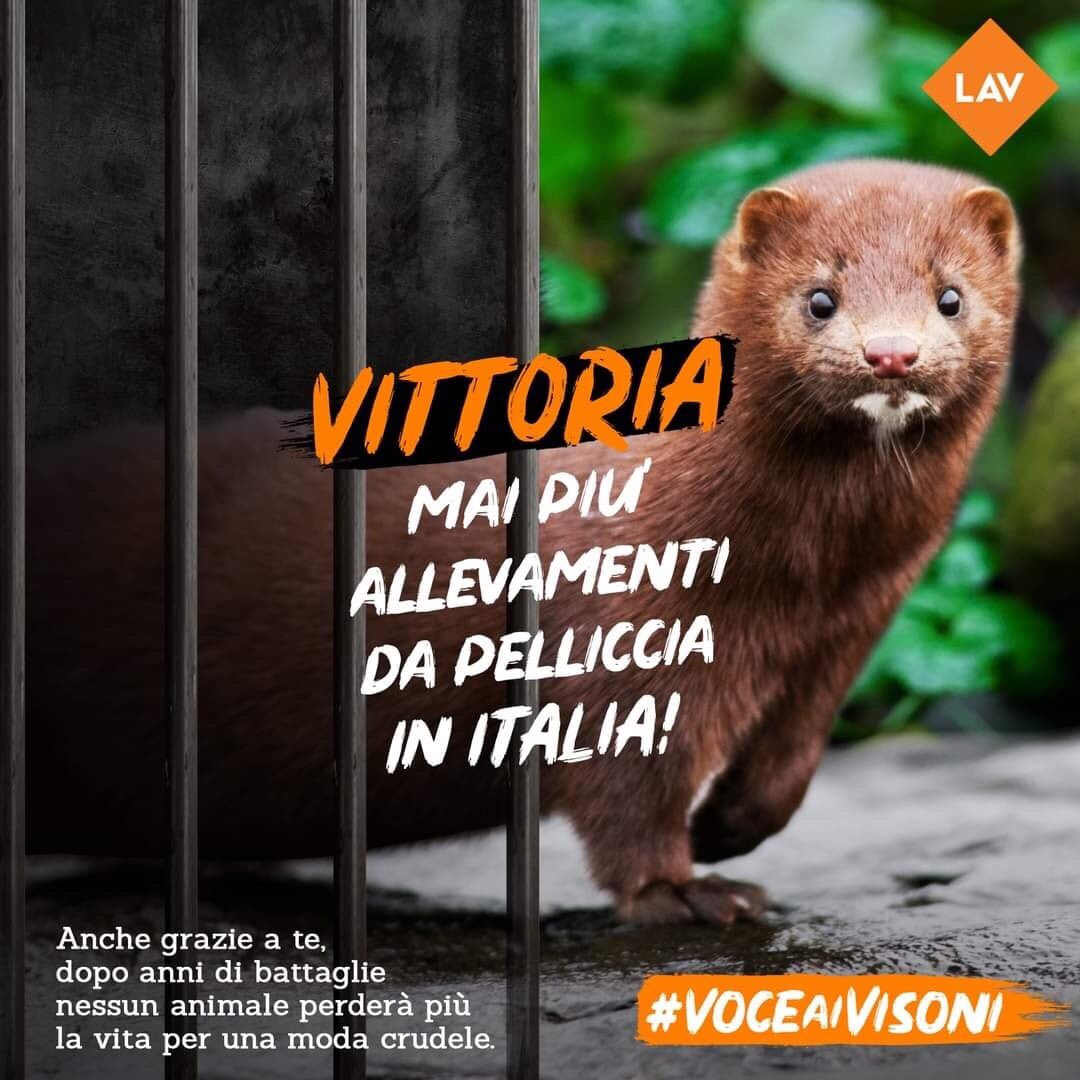 lavmodena's tweet photo. Vittoria storica! In Italia non ci saranno mai + allevamenti di animali “da pelliccia”!
Dopo anni di battaglie un risultato straordinario: non saranno + uccisi 60mila visoni l’anno.
Festeggiamo con a tutti voi, che negli anni avete firmato le ns petizioni, dando #VoceAiVisoni! https://t.co/4qjIsUsdOJ