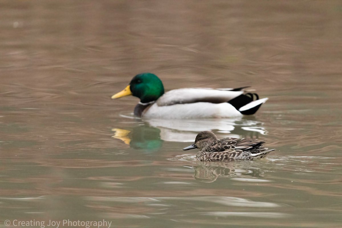 Green-winged teal at The Pond yesterday. This really shows the size difference alongside the mallard. #birdcpp #birdphotography #BirdsSeenIn2022 #greenwingedteal