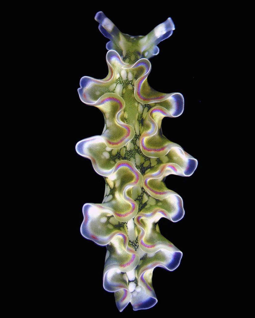 notvisiblejune's tweet photo. my sea slugs 🦠🐌 https://t.co/IlyoyJu8LA