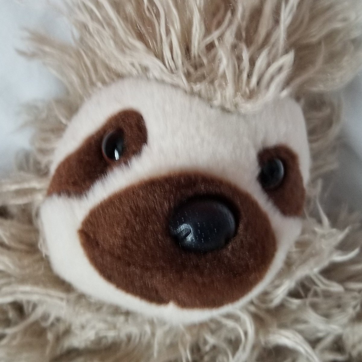 AveryINFP's tweet photo. Follow @Bartleby_Sloth, who takes things slow. He likes snacks and peaceful things. https://t.co/WWBvpFRkS5