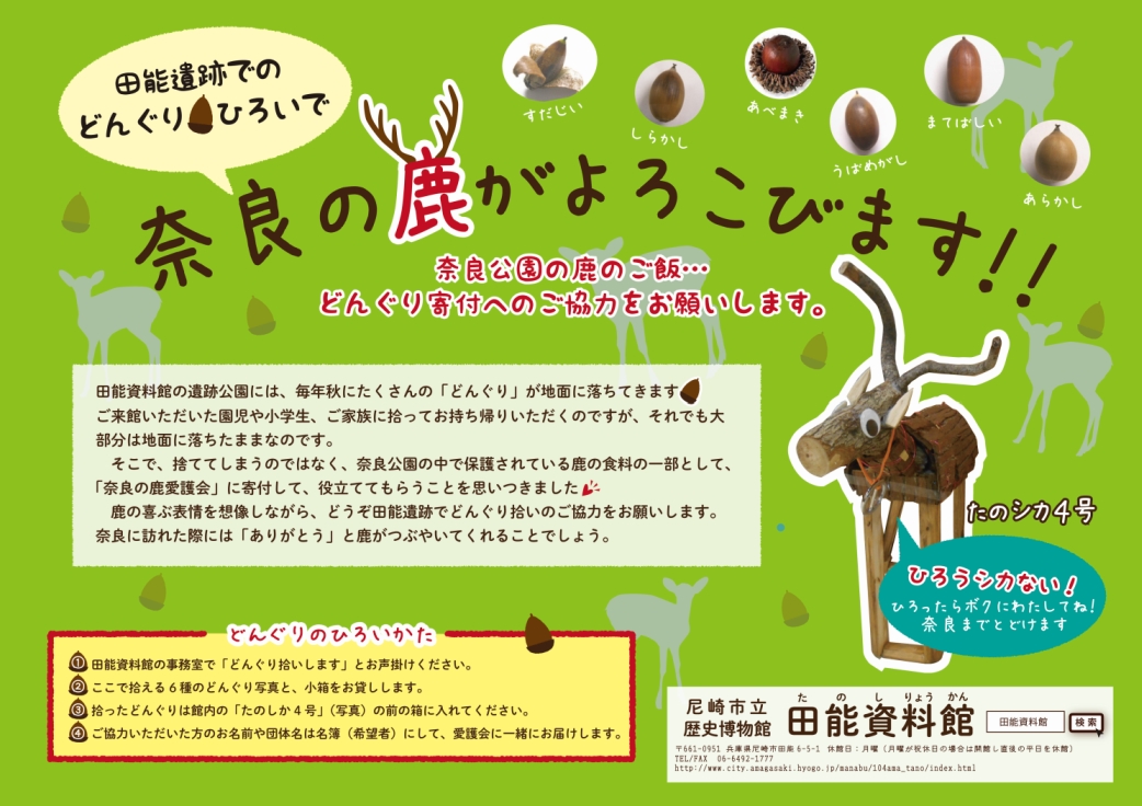 遺跡公園に毎年大量に落下する「どんぐり」🌰。来館者にお持ち帰り