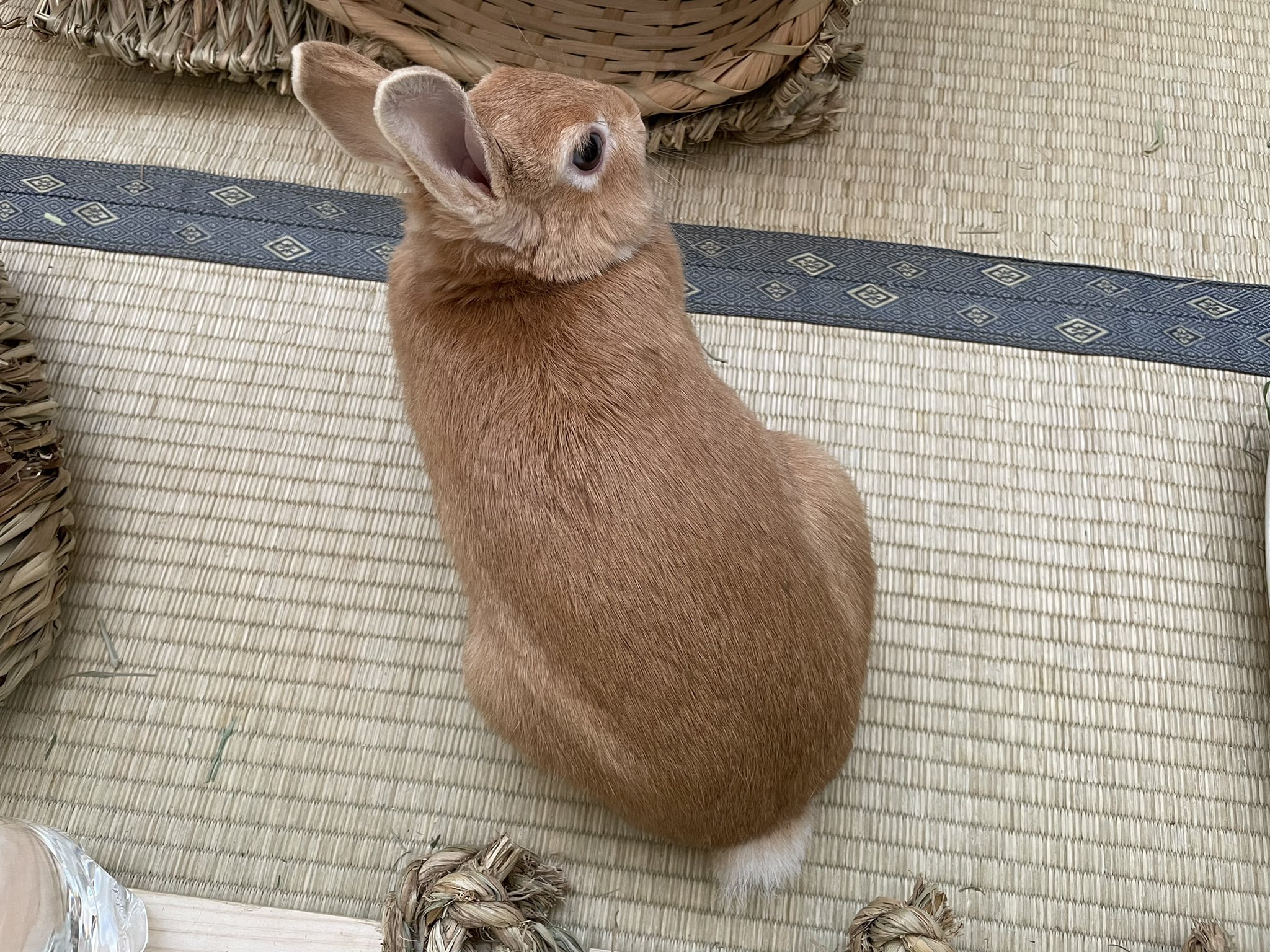 うさぎの健康 Twitter Search Twitter