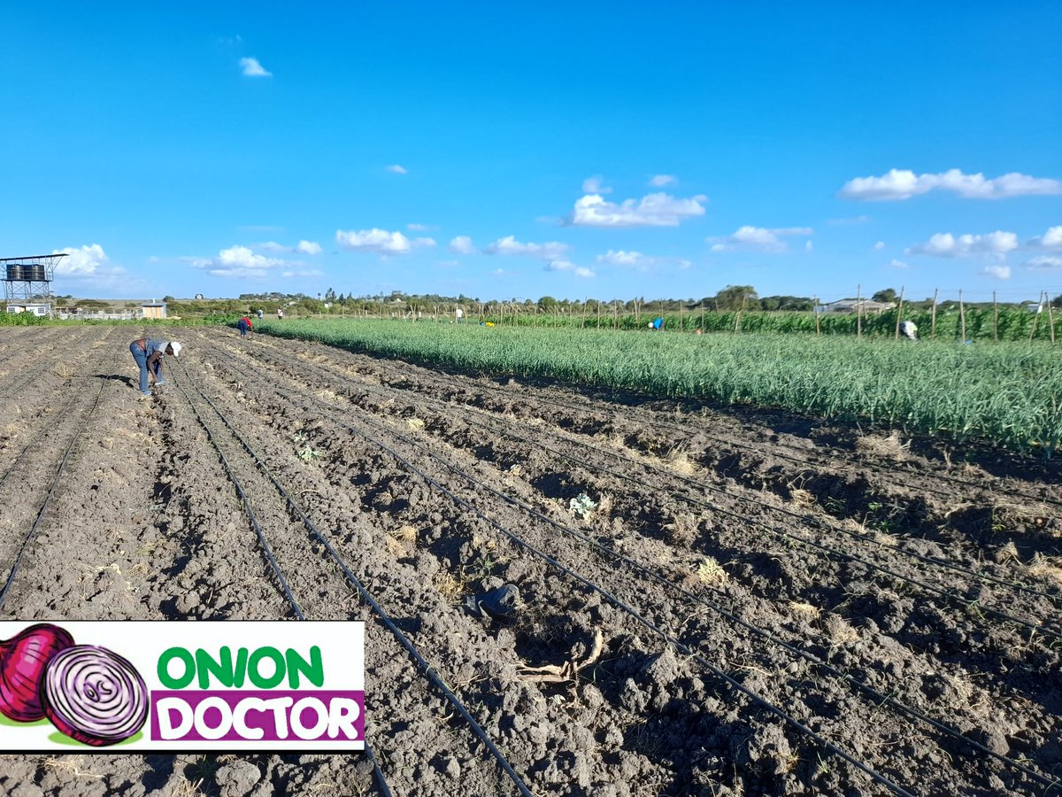 OnionDoctorKe's tweet photo. Staggered production in onion production. With a monthly output of onions ,the conversation changes from peak season (80ksh/kg)and low season (30ksh/kg)to year round average 55ksh/kg.
#thread
#Equitybank #njonjo https://t.co/SSFtyHrzrA