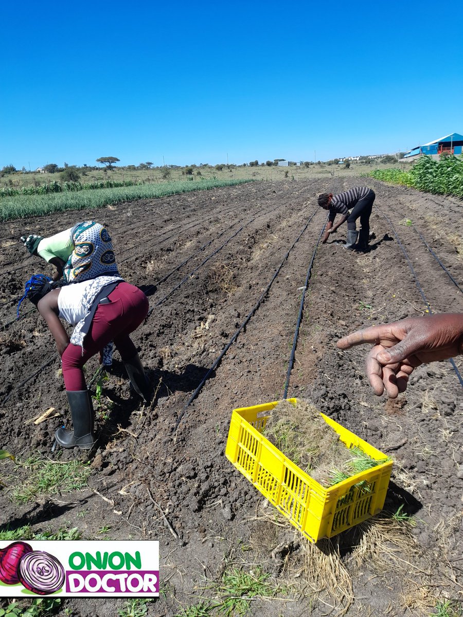 OnionDoctorKe's tweet photo. Staggered production in onion production. With a monthly output of onions ,the conversation changes from peak season (80ksh/kg)and low season (30ksh/kg)to year round average 55ksh/kg.
#thread
#Equitybank #njonjo https://t.co/SSFtyHrzrA