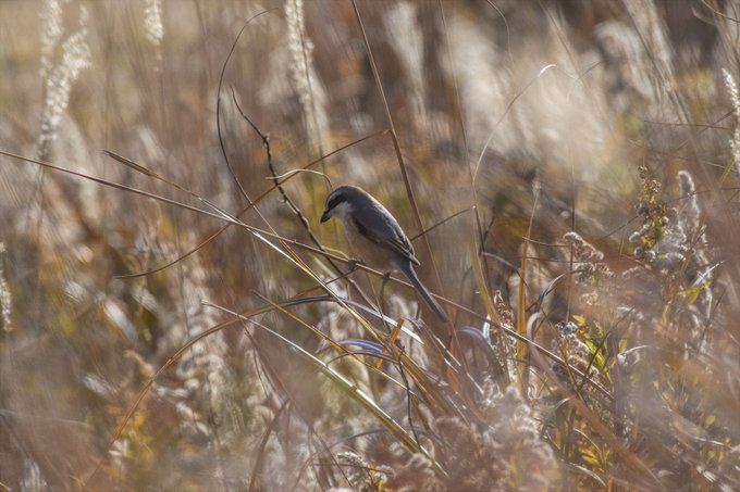 ススキ越しにもず 