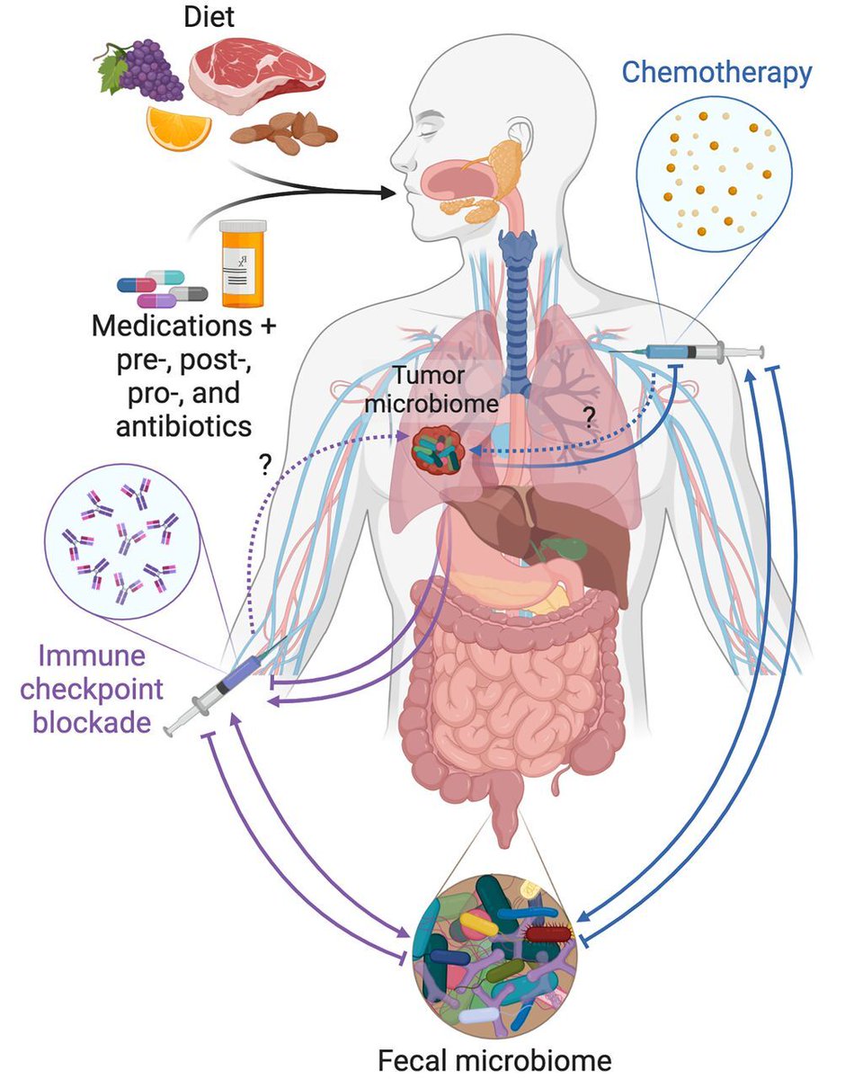 ScienceMagazine's tweet photo. A recent #ScienceReview looked at research that shows how bacteria, viruses and fungi of the microbiome are pervasive among human cancers, are key actors in cancer immunotherapy, and are potentially engineerable to treat metastases. Learn more: https://t.co/Wq9Kps2k5h https://t.co/OzsWZAmn9b