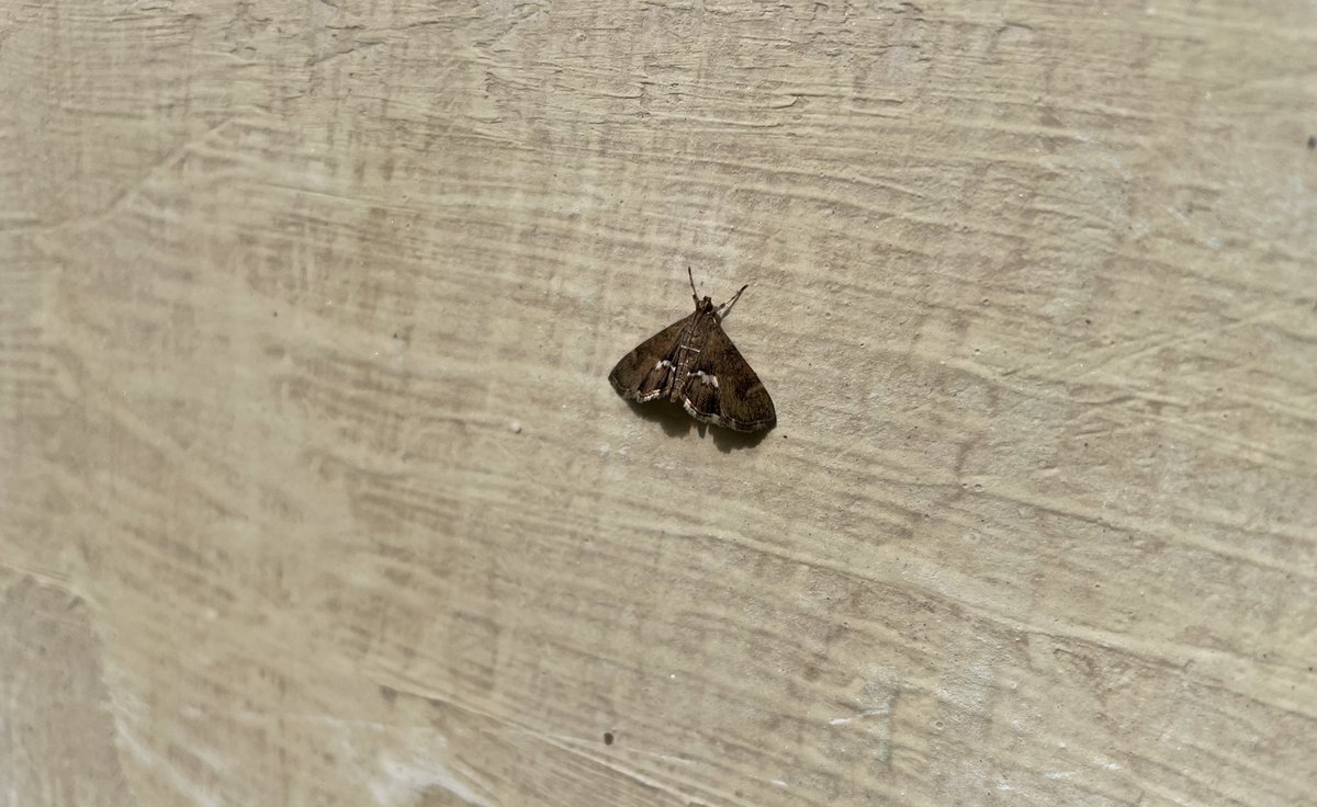 CanisPariah's tweet photo. In the winter of (north) India, south facing wall is the lifeline !

The Beet Webworm moth(?) trying to warm itself on a south facing wall.

#BeetWebworm? (#SpoladeaRecurvalis?)

#TitliTuesday #MothNButterflies #Savebutterfly #IndiAves #BBCWildlifePOTD #ColdWave #January #WINTER https://t.co/vpBEoiEYN5
