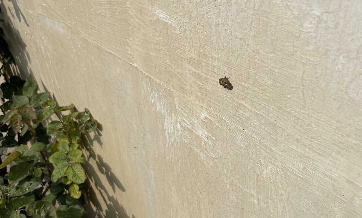 CanisPariah's tweet photo. In the winter of (north) India, south facing wall is the lifeline !

The Beet Webworm moth(?) trying to warm itself on a south facing wall.

#BeetWebworm? (#SpoladeaRecurvalis?)

#TitliTuesday #MothNButterflies #Savebutterfly #IndiAves #BBCWildlifePOTD #ColdWave #January #WINTER https://t.co/vpBEoiEYN5