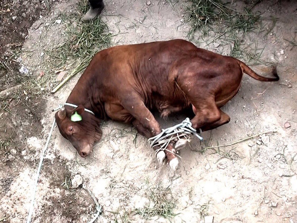 Gail7175's tweet photo. The majority of Aussies want to #BanLiveExport #auspol #AusPol2022 #NotCargo #AustraliasShame #ALEC https://t.co/BUImPolVXM