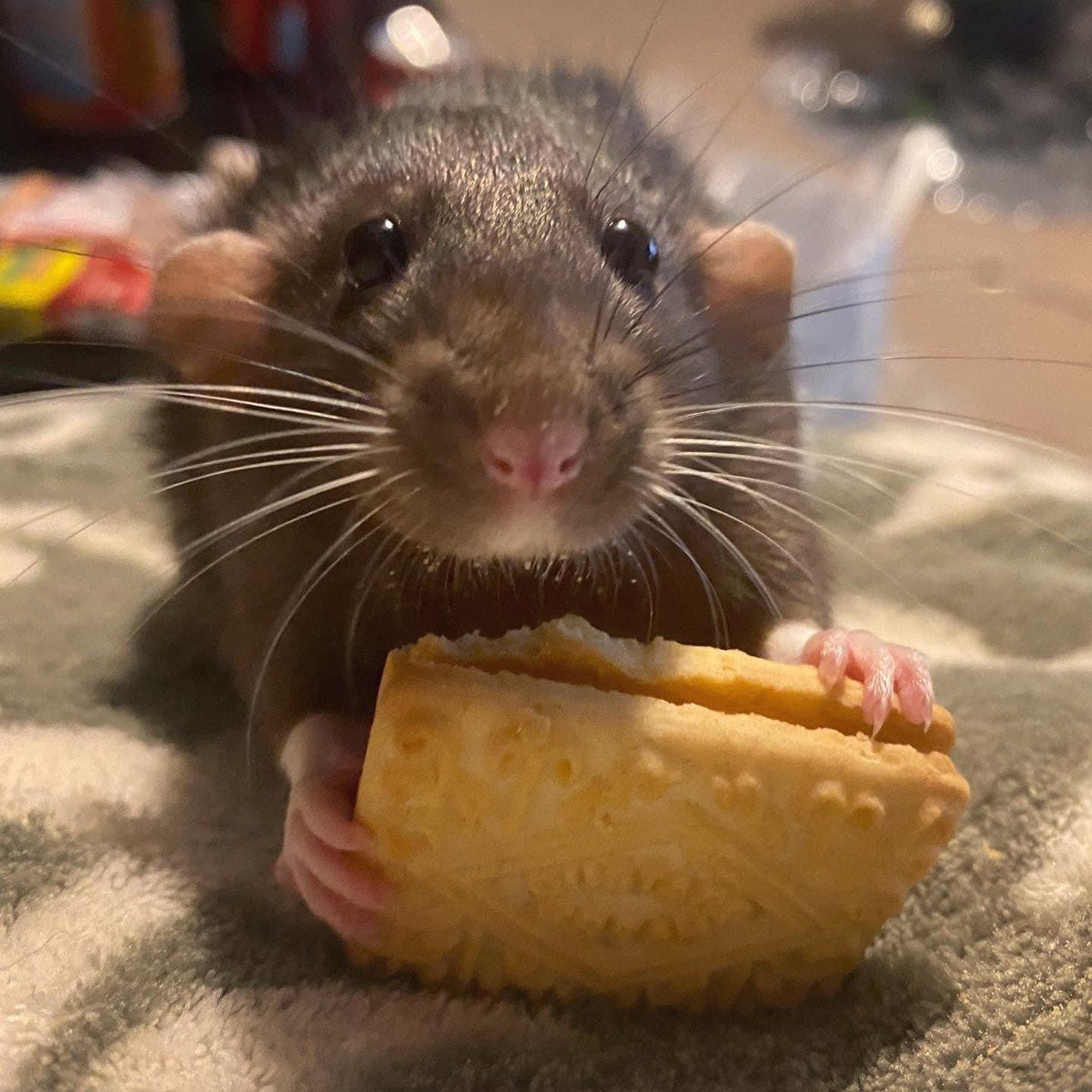 BaileyTheRat's tweet photo. How many times! I own allllll the biscuits! https://t.co/csOHyXEpAb