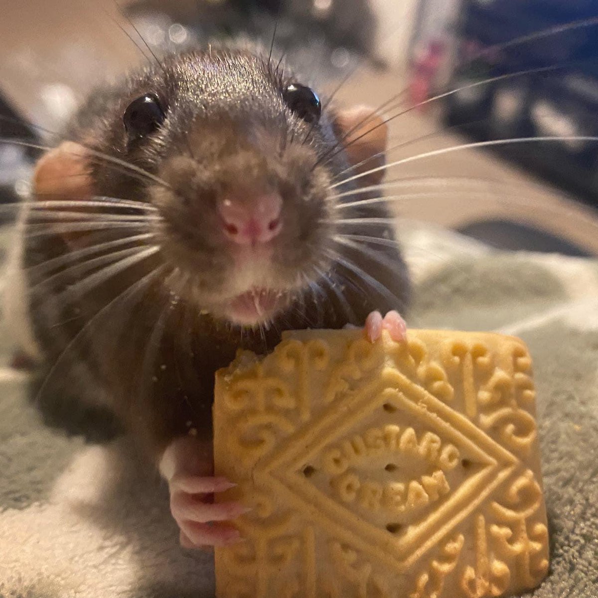 BaileyTheRat's tweet photo. How many times! I own allllll the biscuits! https://t.co/csOHyXEpAb