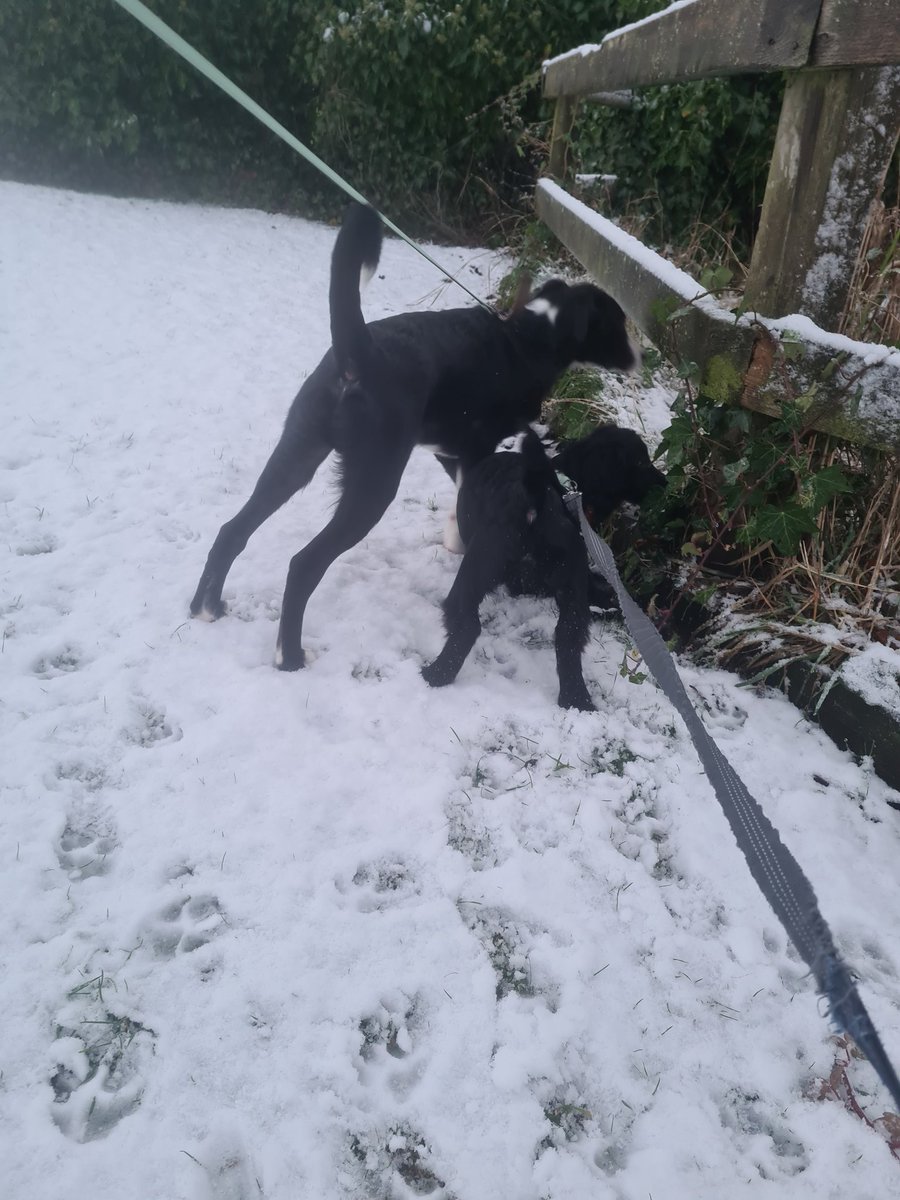 Jamie_McCarry_'s tweet photo. Snowy pups 🐾🥰 #collie #cockerspaniel https://t.co/J0sZyYDlvI