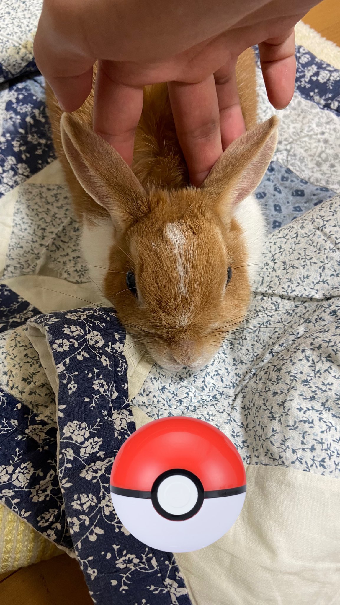 クロック 人人人人人人人人人人人人人 我が家のイーブイが現れた Y Y Y Y Y Y Y Y Y Y うさぎ ポケモン ペット ポケモンと生活 T Co 48jic05fxf Twitter