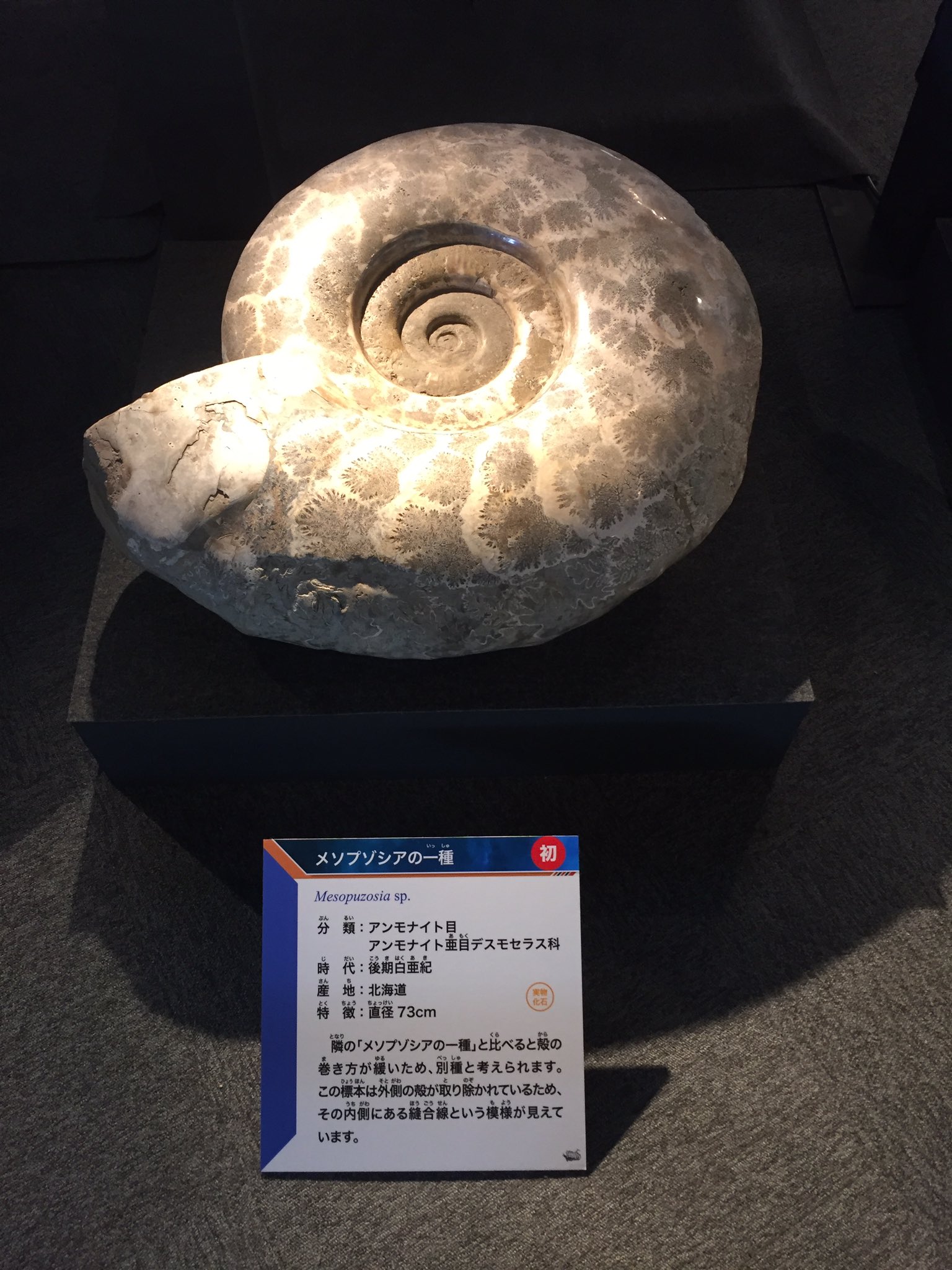 北海道 アンモナイト 殻の保存が良好なメソプゾシア 化石 /恐竜 北海道 アンモナイト 殻の保存が良好なメソプゾシア 化石 /恐竜