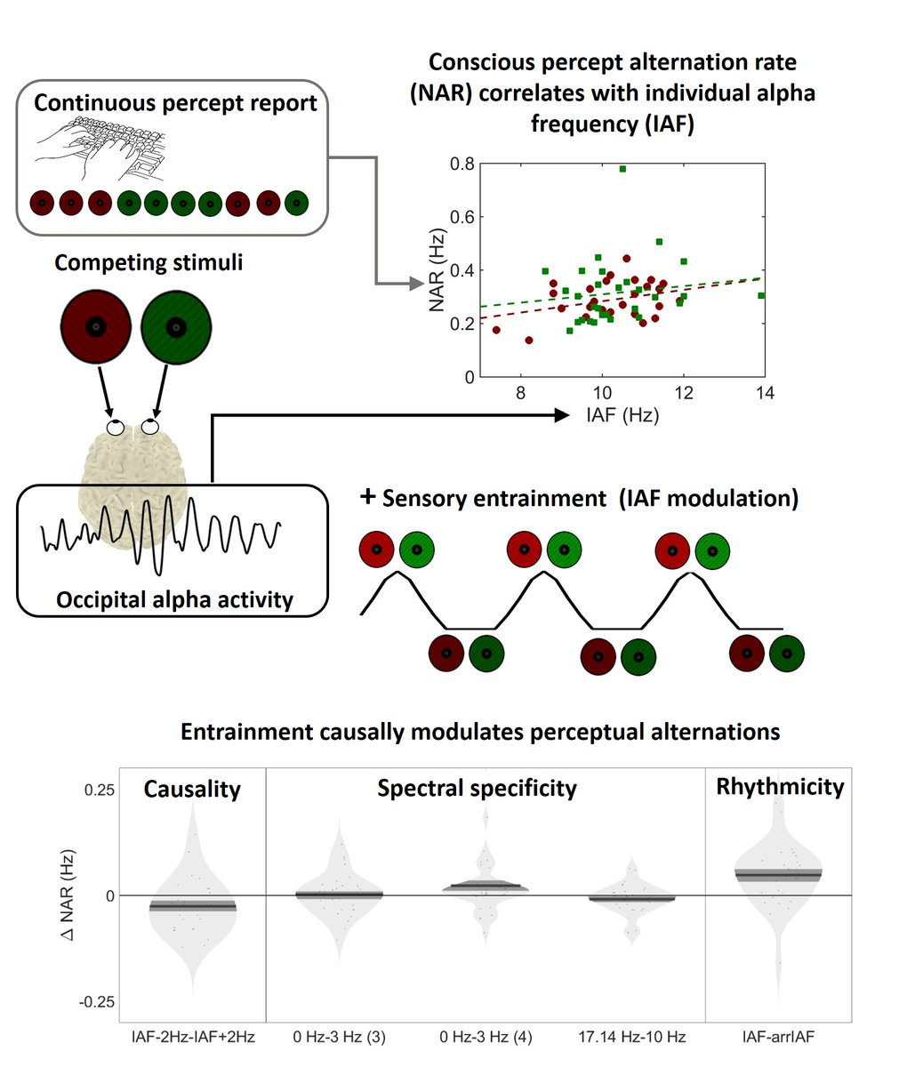 Multisensory Research Group (MRG) (@mrglabbcn) on Twitter photo Our paper Alpha fluctuations regulate the accrual of visual information to awareness is already available in Cortex! doi.org/10.1016/j.cort…. Thanks <a href="/Albaaa_S/">Alba Sabaté</a> , <a href="/0sigmas/">Luis Morís</a> , <a href="/al__drew/">Alice Albertini Drew</a> and <a href="/yeya_bcn/">Mireia Torralba</a> Our paper Alpha fluctuations regulate the accrual of visual information to awareness is already available in Cortex! doi.org/10.1016/j.cort…. Thanks <a href="/Albaaa_S/">Alba Sabaté</a> , <a href="/0sigmas/">Luis Morís</a> , <a href="/al__drew/">Alice Albertini Drew</a> and <a href="/yeya_bcn/">Mireia Torralba</a>