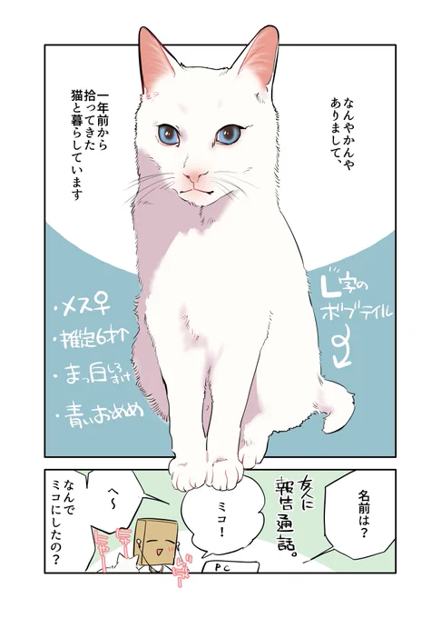 白い猫と暮らしている漫画です 