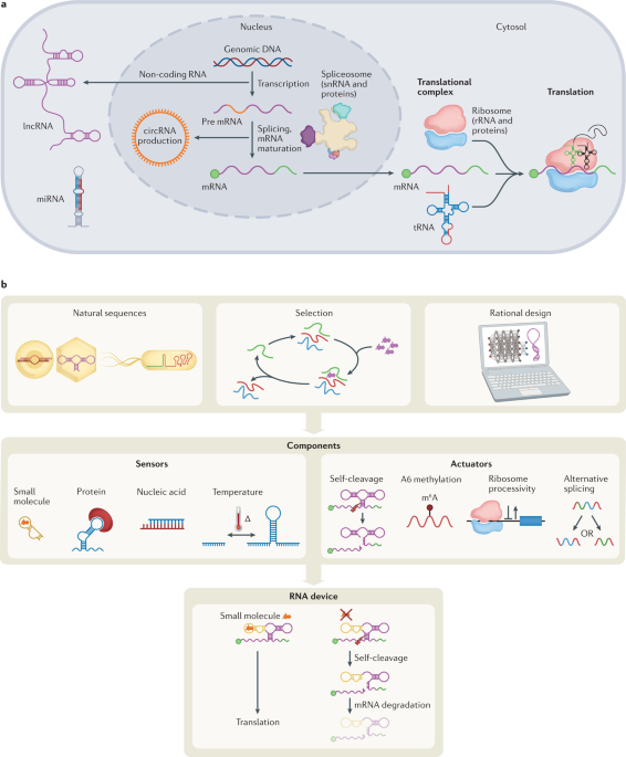 saintlukman's tweet photo. Engineering synthetic RNA devices for cell control https://t.co/hb3MokJ5h7 https://t.co/TPGFj8uRRM