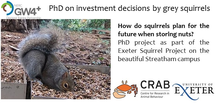 6 days left for PhD opportunity: Competitive funded NERC studentship on investment decisions in #greysquirrels supervised by me, @laleaver1, @SeanRands, Tim Fawcett. Deadline 10th Jan 2022. @CRABExeter @exeterpsych @BristolBioSc. Please RT! findaphd.com/phds/project/i…