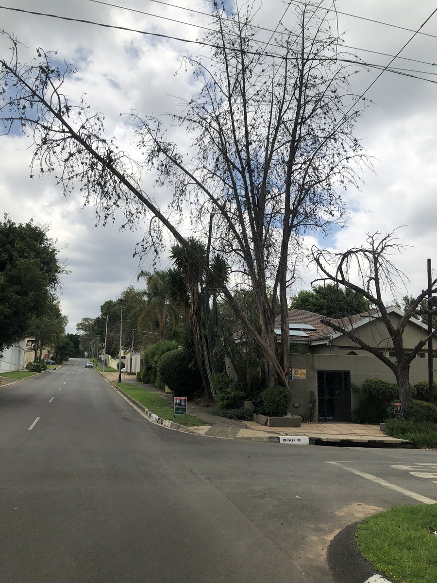 VernieBot's tweet photo. @CityPowerJhb - hello ☺️ dangerous situation on corner Frances Road and Wolfgang Ave in Norwood. See ref number in photos. Thanks https://t.co/H6cH6X5ddC