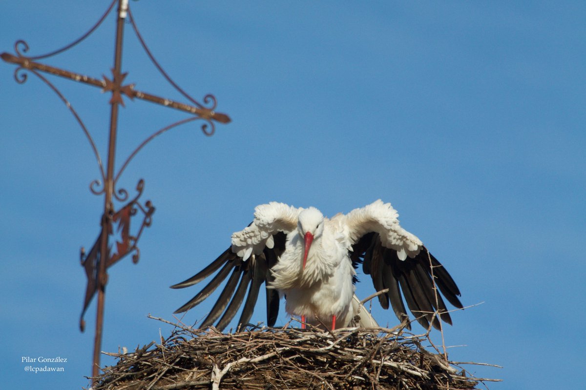 LCPadawan's tweet photo. Día 4 de enero.
#cigüeña
#palomas
#tordos
#desdemipatio
#Extremadura https://t.co/M9JZU1PkeN