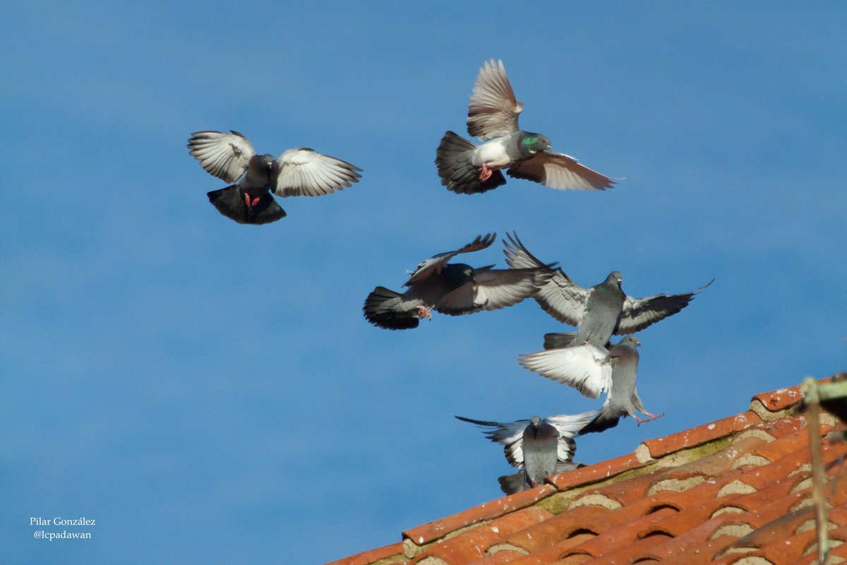 LCPadawan's tweet photo. Día 4 de enero.
#cigüeña
#palomas
#tordos
#desdemipatio
#Extremadura https://t.co/M9JZU1PkeN