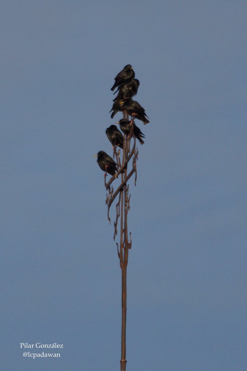 LCPadawan's tweet photo. Día 4 de enero.
#cigüeña
#palomas
#tordos
#desdemipatio
#Extremadura https://t.co/M9JZU1PkeN