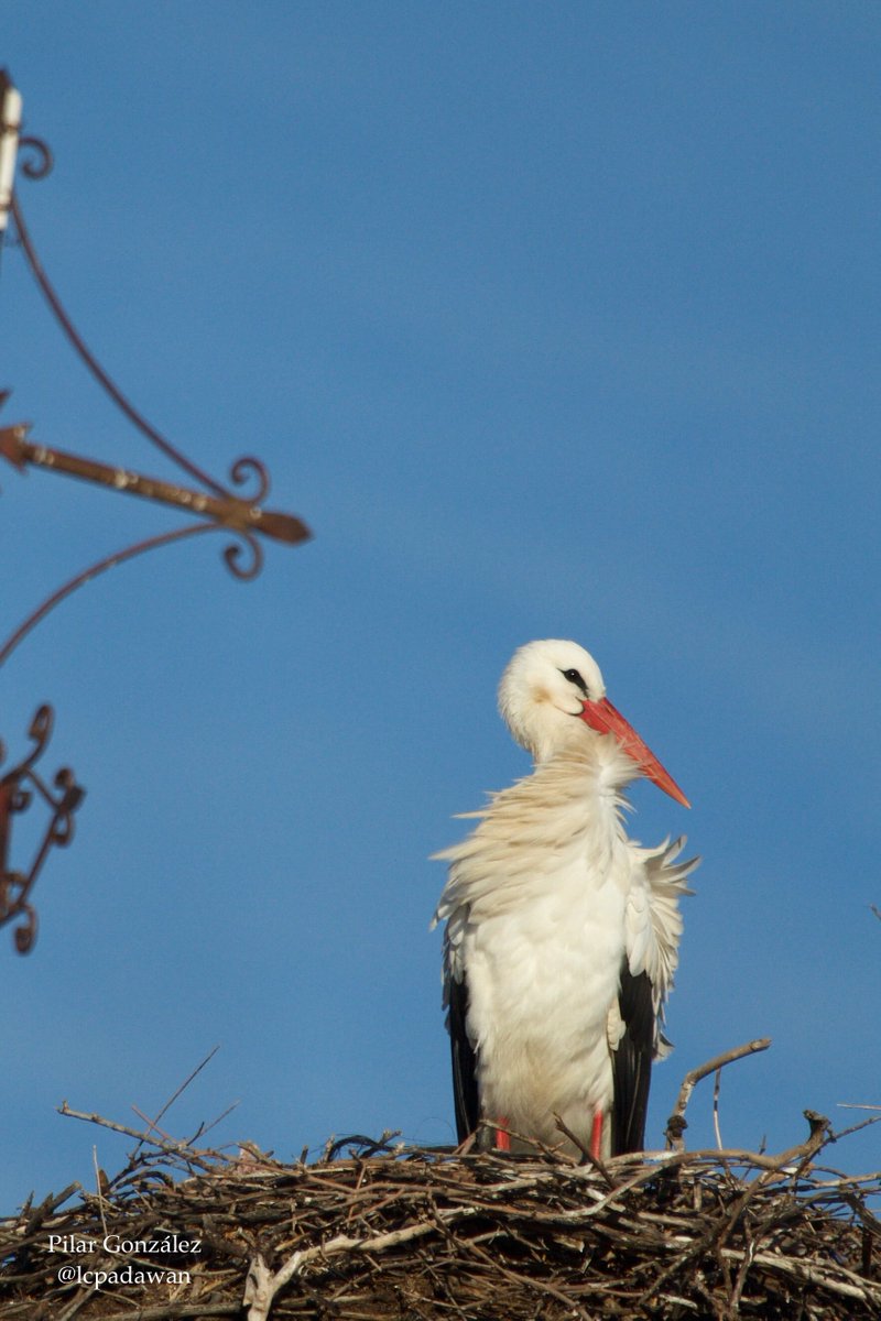 LCPadawan's tweet photo. Día 4 de enero.
#cigüeña
#palomas
#tordos
#desdemipatio
#Extremadura https://t.co/M9JZU1PkeN