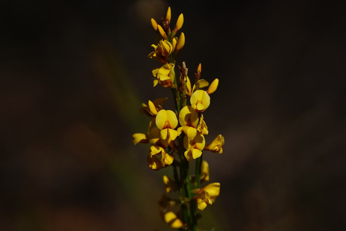 lost_in_botany's tweet photo. #Viminaria juncea,#Koweda (#Fabaceae) these small wispy tree becomes golden during summer with those flowers! This one was growing on the coast along eagle bay surrounded by #Calothamnus and other #myrtaceae shrubs https://t.co/UCvwjOM5eQ