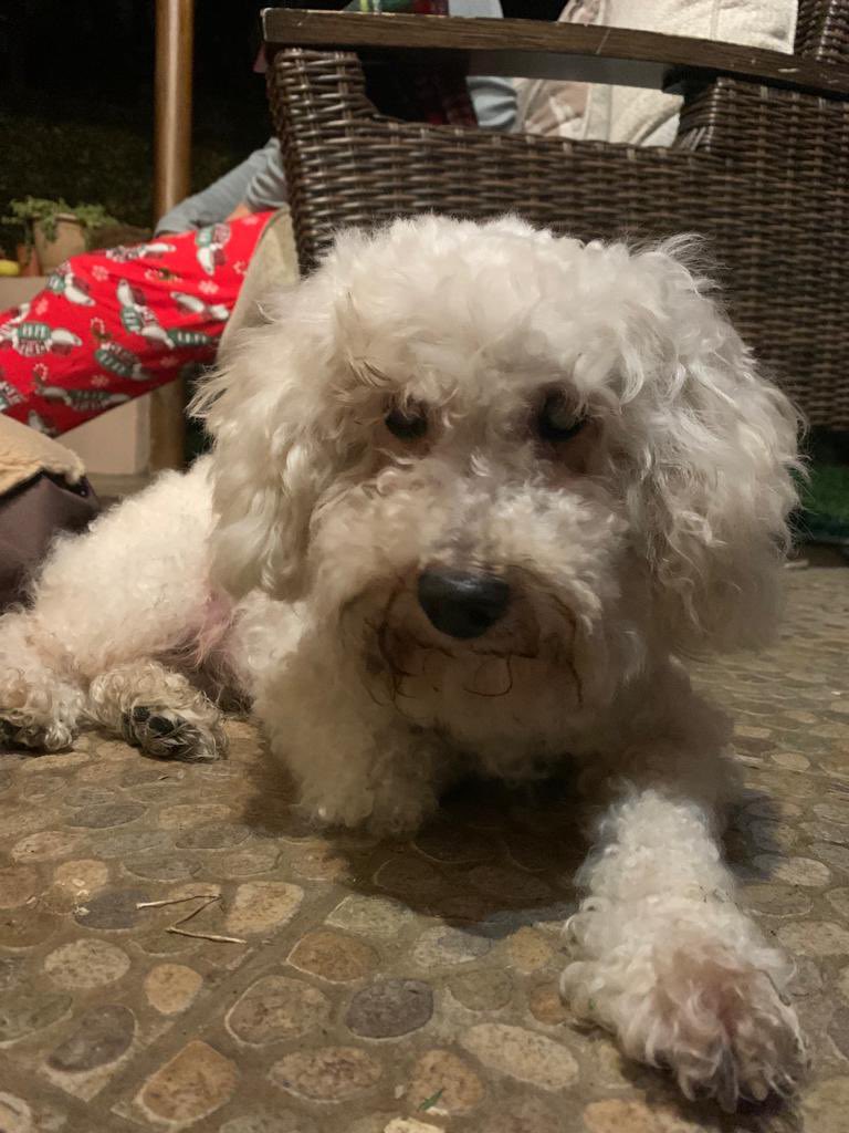 thegiordanelli's tweet photo. encontramos un perrito french poodle bastante viejito y ciego en San Francisco de Heredia 📍 por favor RT para ver si aparecen los dueños https://t.co/vXKoHOAofC