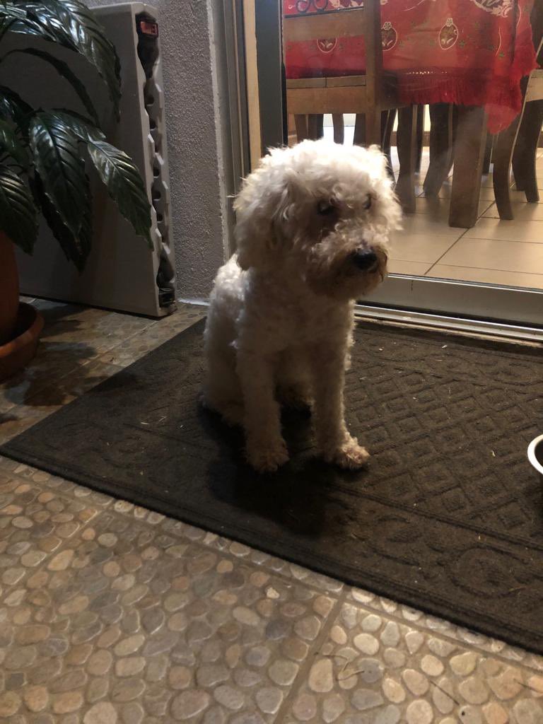thegiordanelli's tweet photo. encontramos un perrito french poodle bastante viejito y ciego en San Francisco de Heredia 📍 por favor RT para ver si aparecen los dueños https://t.co/vXKoHOAofC