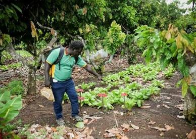 It’s official - Bougainville cocoa is one of the world’s best! 

Cocoa from Kubu Research Station competed against 50 others to win gold at the 2021 Cocoa of excellence in Italy. 
#PNGAusPartnership has supported <a href="/ACIARAustralia/">ACIAR</a> to improve cocoa production, quality &amp; value chain.